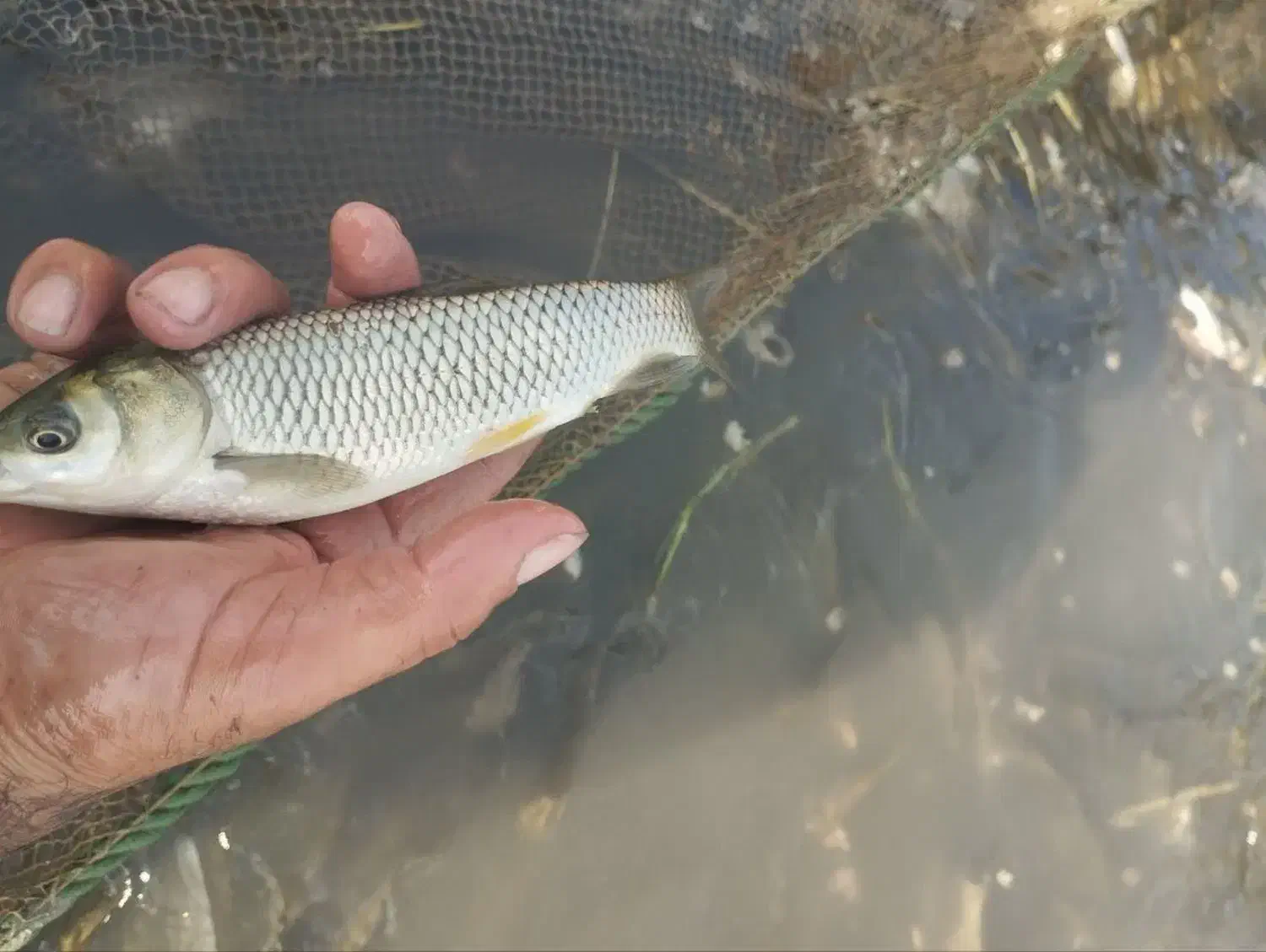 بچه ماهی آمور و کپور آزاد بیکهد|ماهی|سرخرود, |دیوار