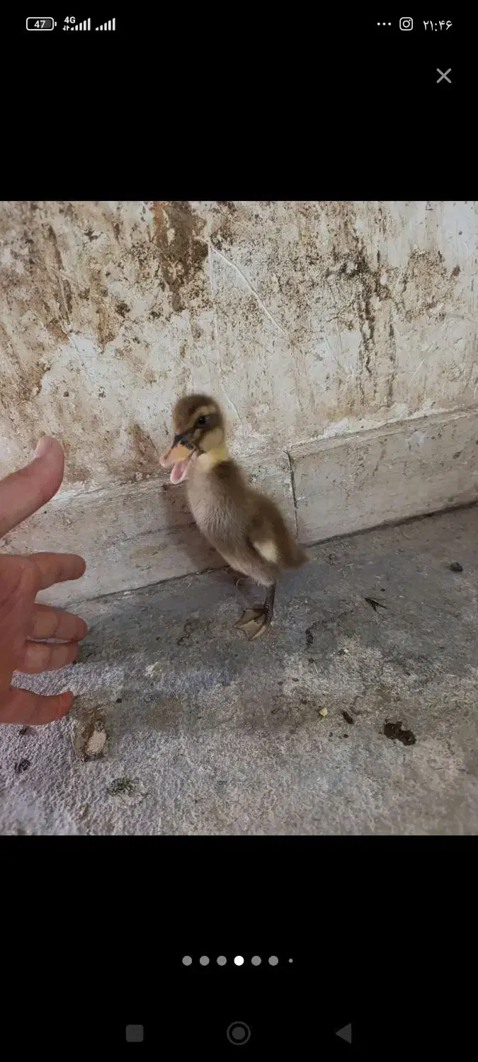 اوردک|حیوانات مزرعه|کوهدشت, |دیوار