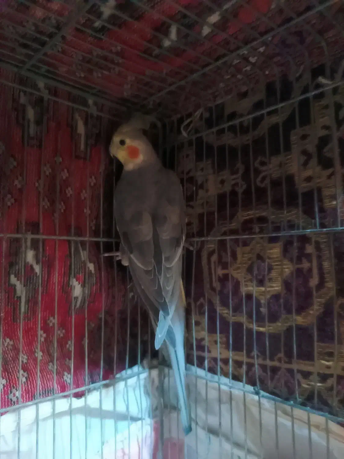 عروس هلنی نر|پرنده|تهران, زرگنده|دیوار