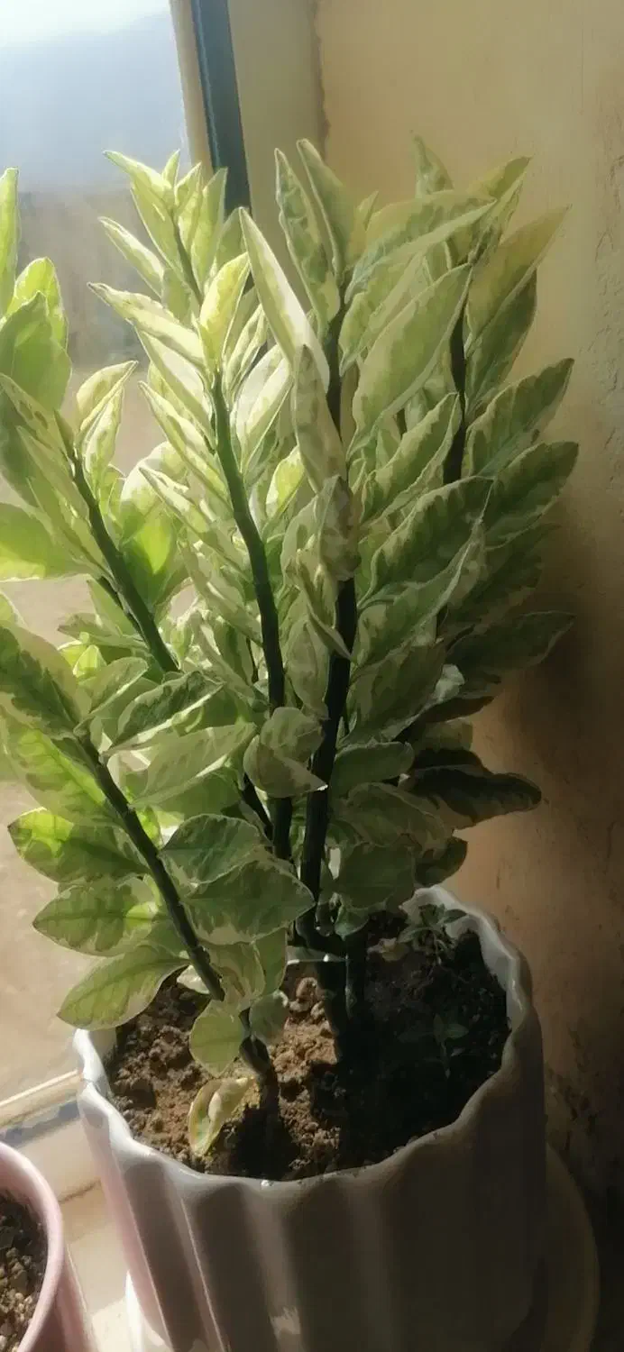 گل  طبیعی|گل و گیاه طبیعی|ایوان, |دیوار