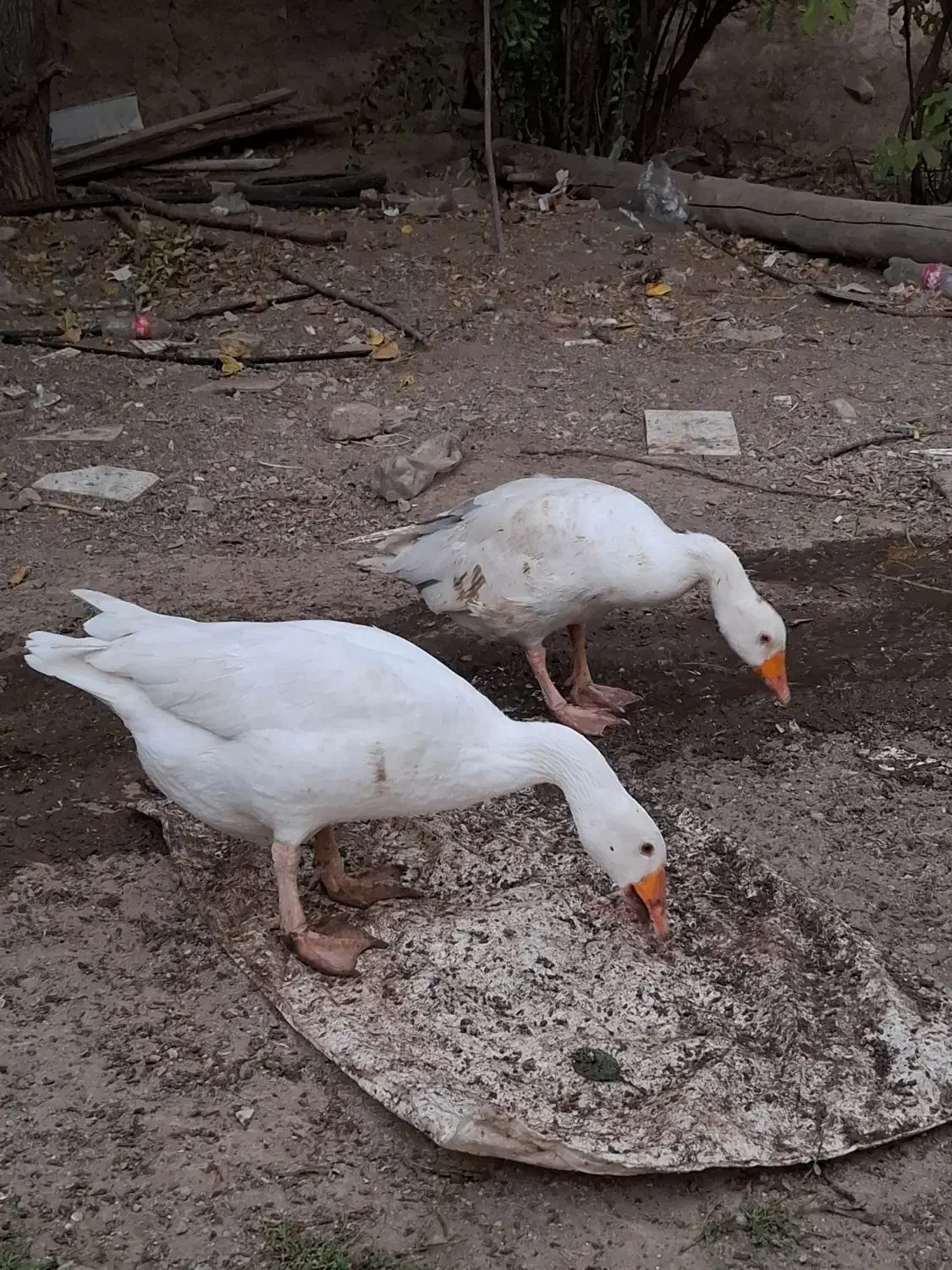 مرغابی و غاز درجه یک|حیوانات مزرعه|تربتحیدریه, شهرک ولیعصر|دیوار