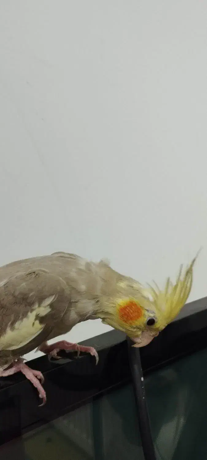 عروس هلندی|پرنده|کهریزک, |دیوار