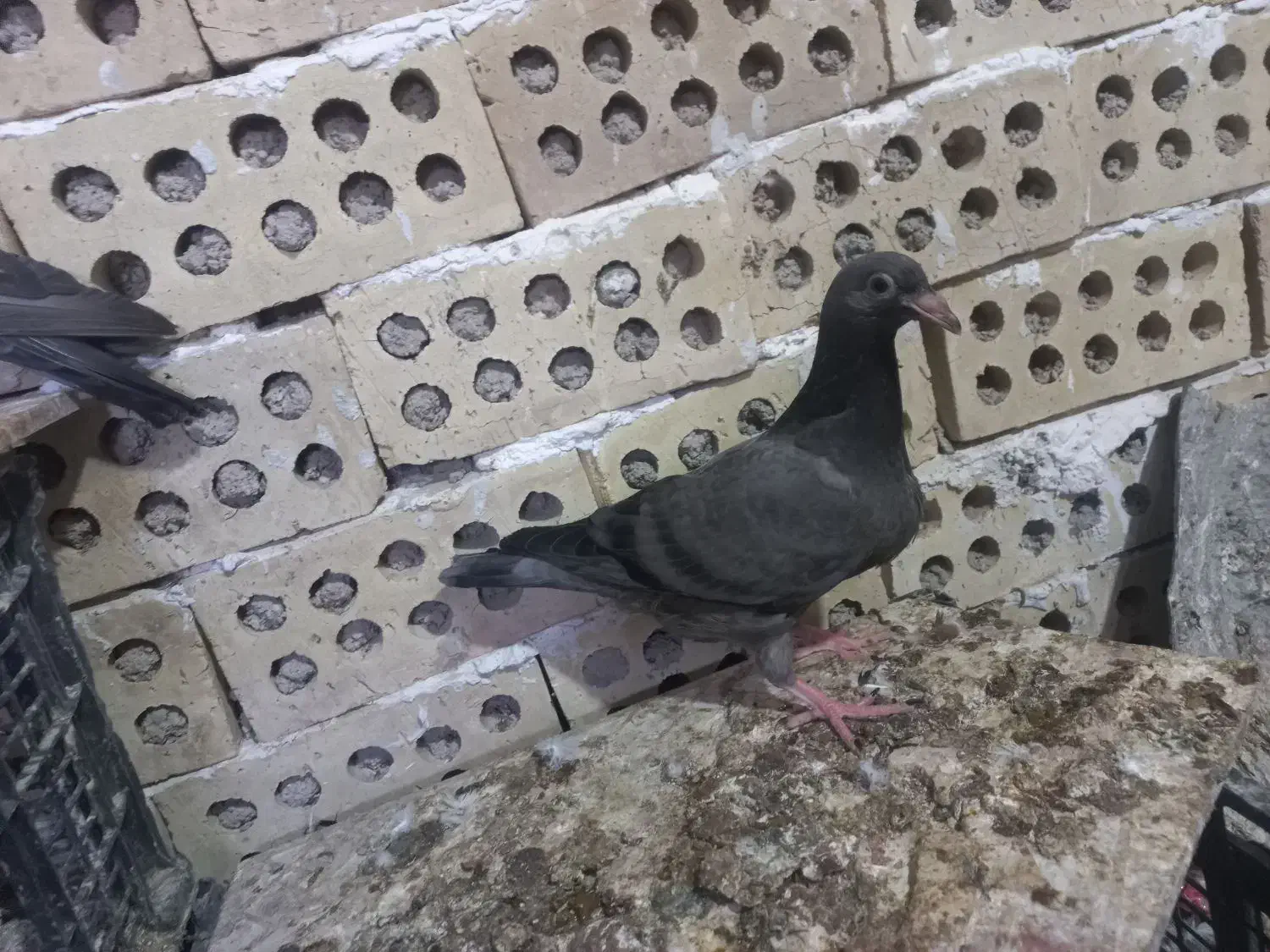 کفتر جوجه پلاکی تازه دون خور|پرنده|اهواز, منازل کارون|دیوار