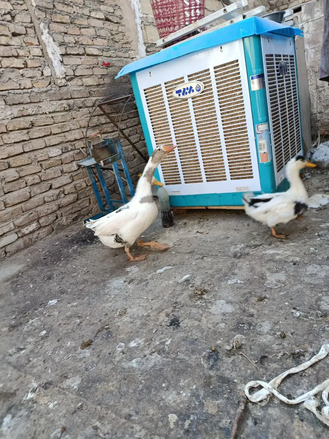 اردک و غاز|حیوانات مزرعه|قرچک, مهدیه|دیوار