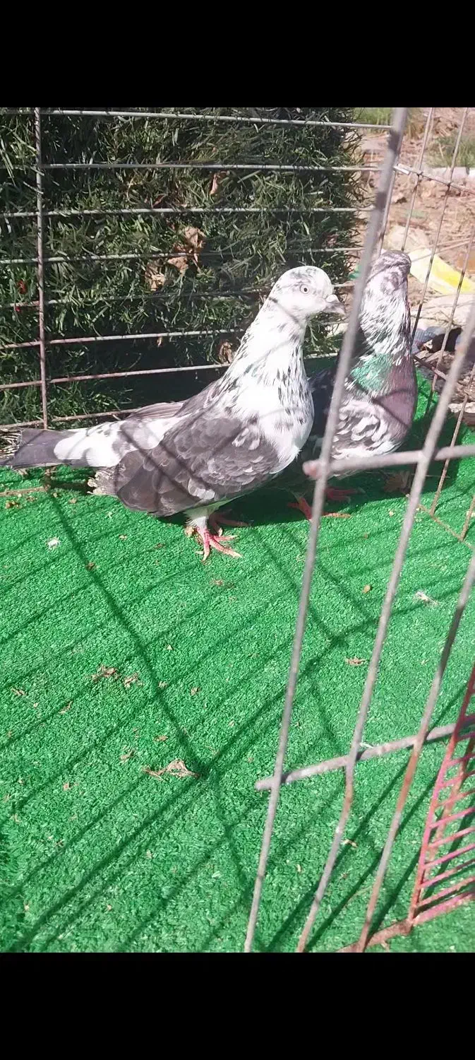 کبوتر تخمی|پرنده|رشت, پیرکلاچای|دیوار