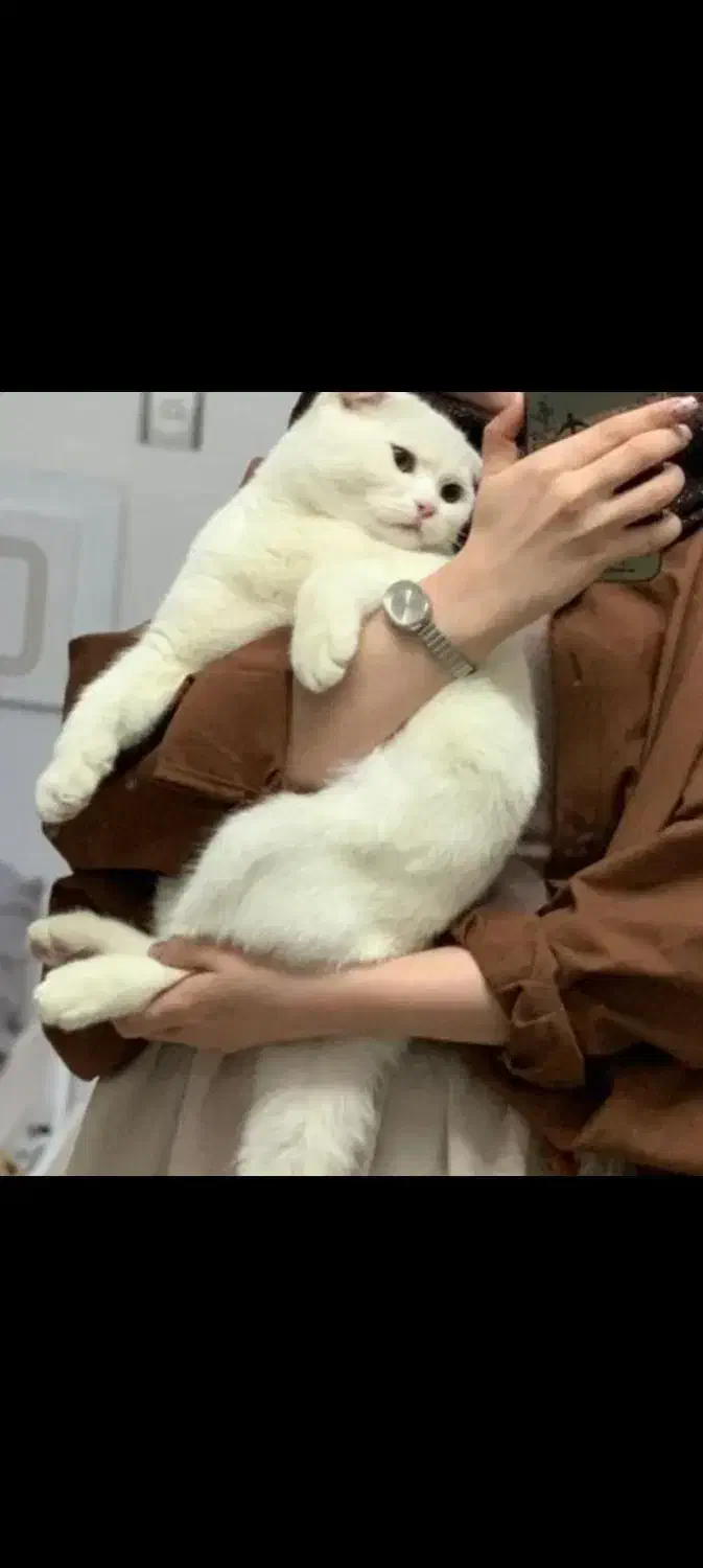 گربه اسکاتیش فولد|گربه|بیرجند, |دیوار