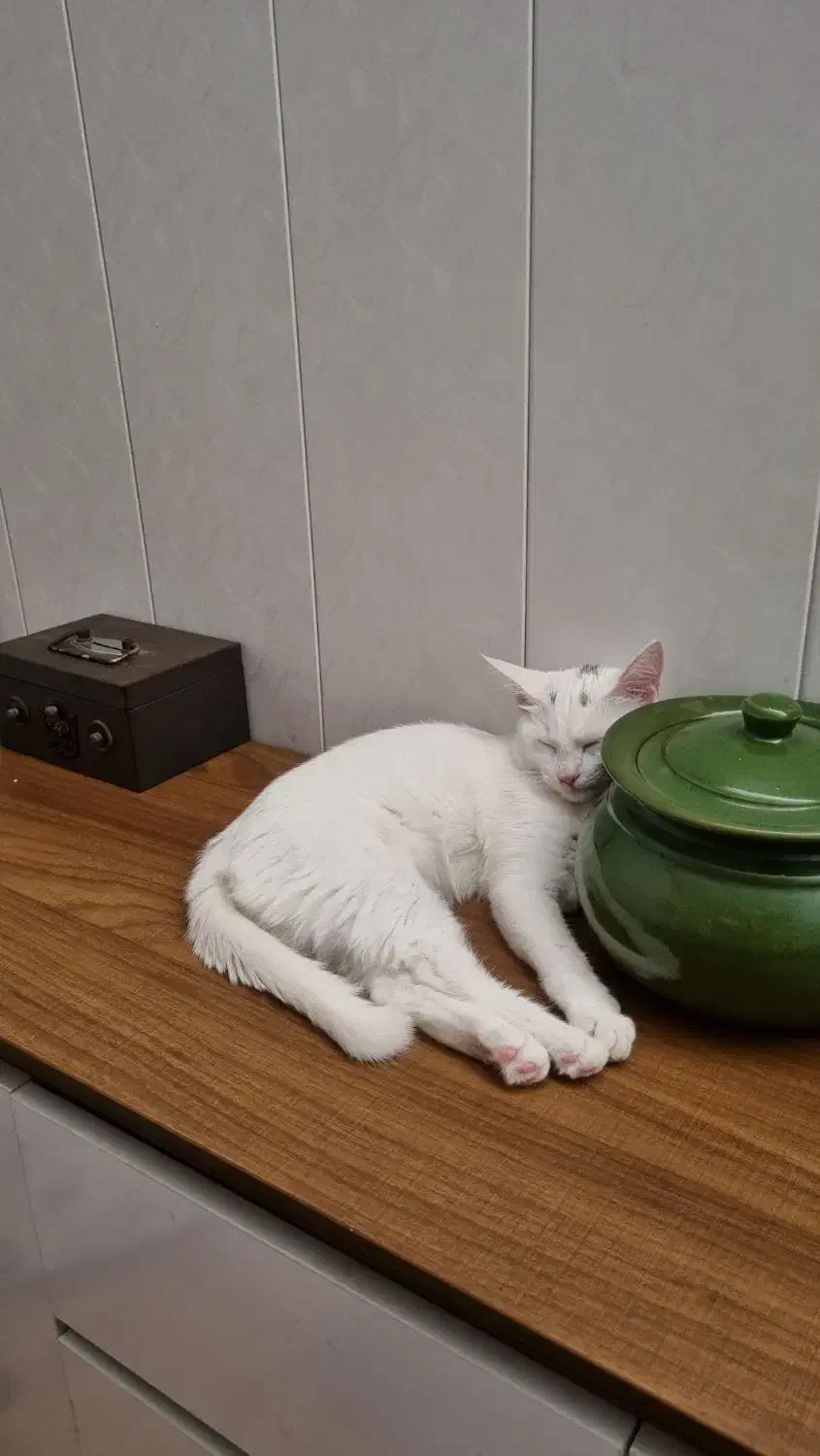 واگذاری گربه|گربه|بندر انزلی, کوی بهار|دیوار