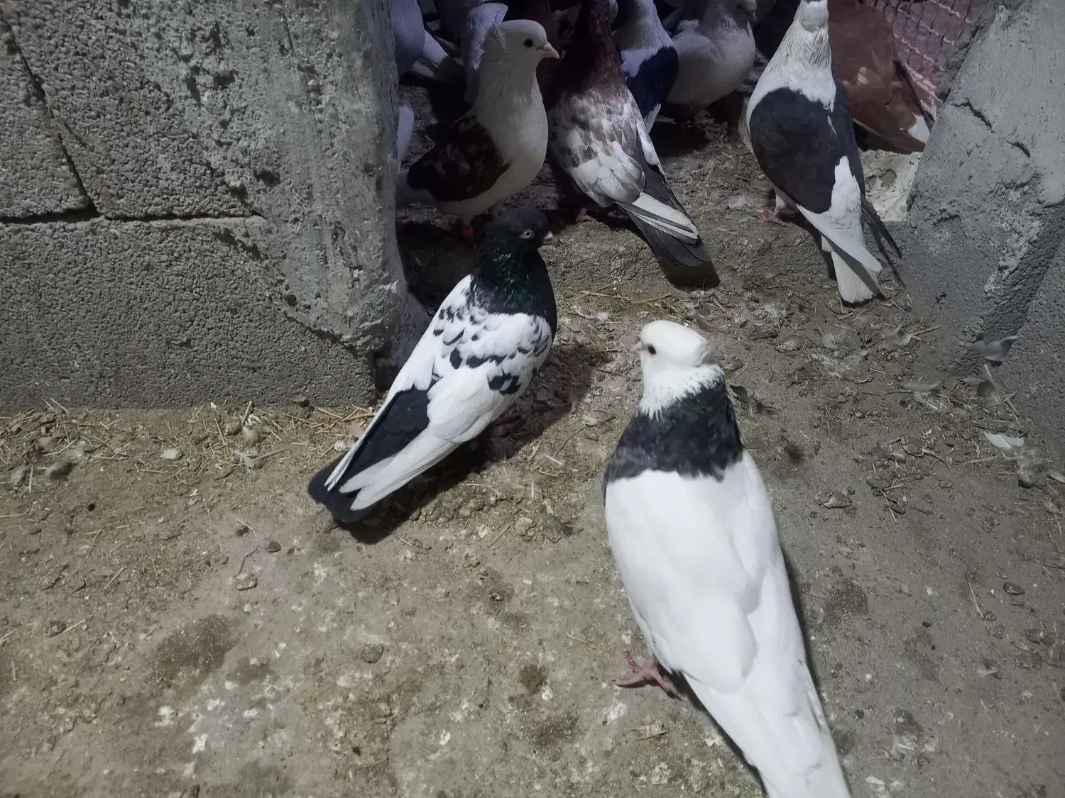 کبوتر،رنگی ۲۰عدد|پرنده|دزفول, |دیوار