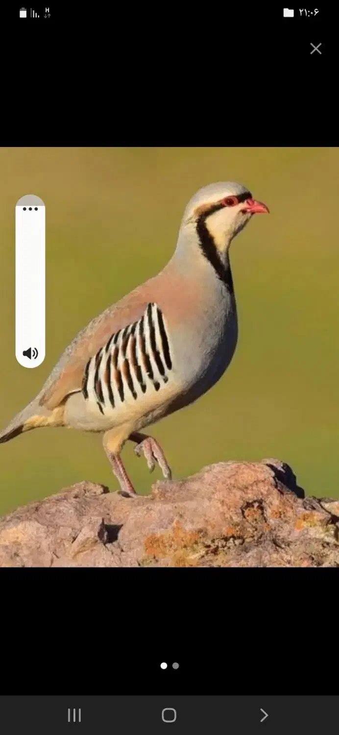 بلدرچین وگلین|حیوانات مزرعه|مرودشت, رودبال|دیوار