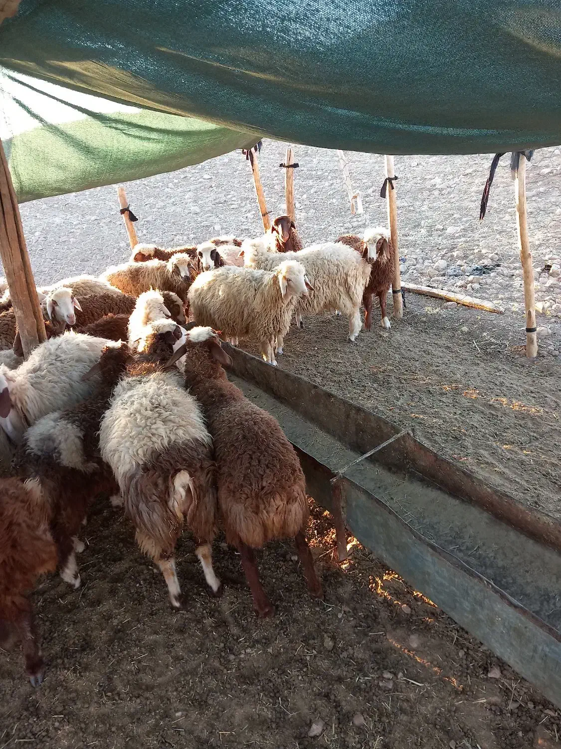 بره گوشتی|حیوانات مزرعه|کوهدشت, |دیوار