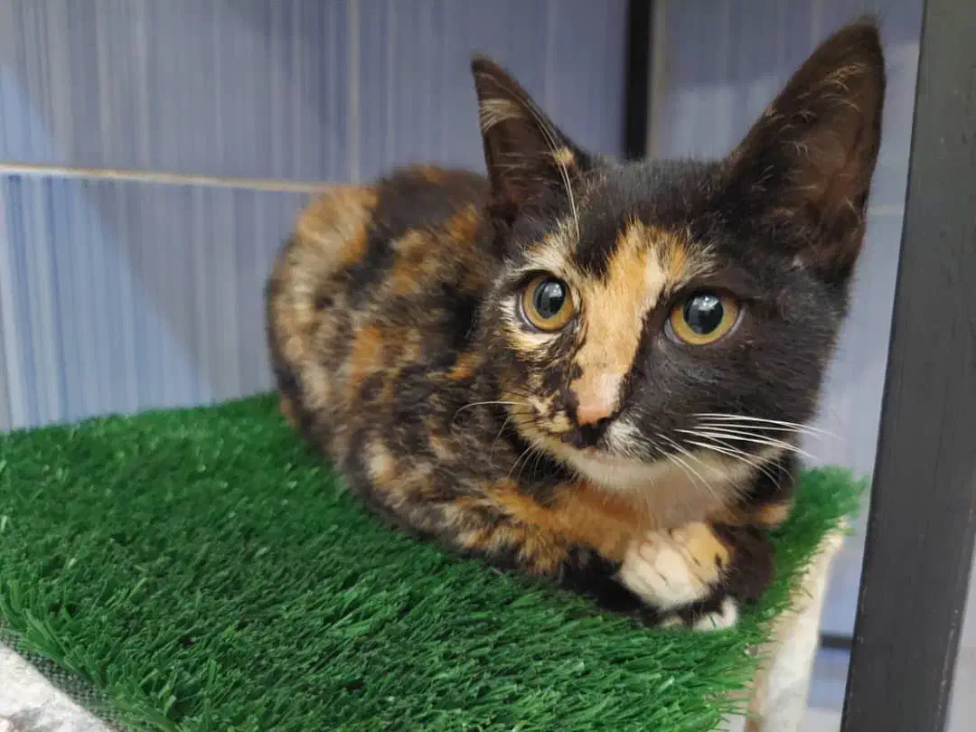 واگذاری بچه گربه|گربه|رشت, امین الضرب|دیوار