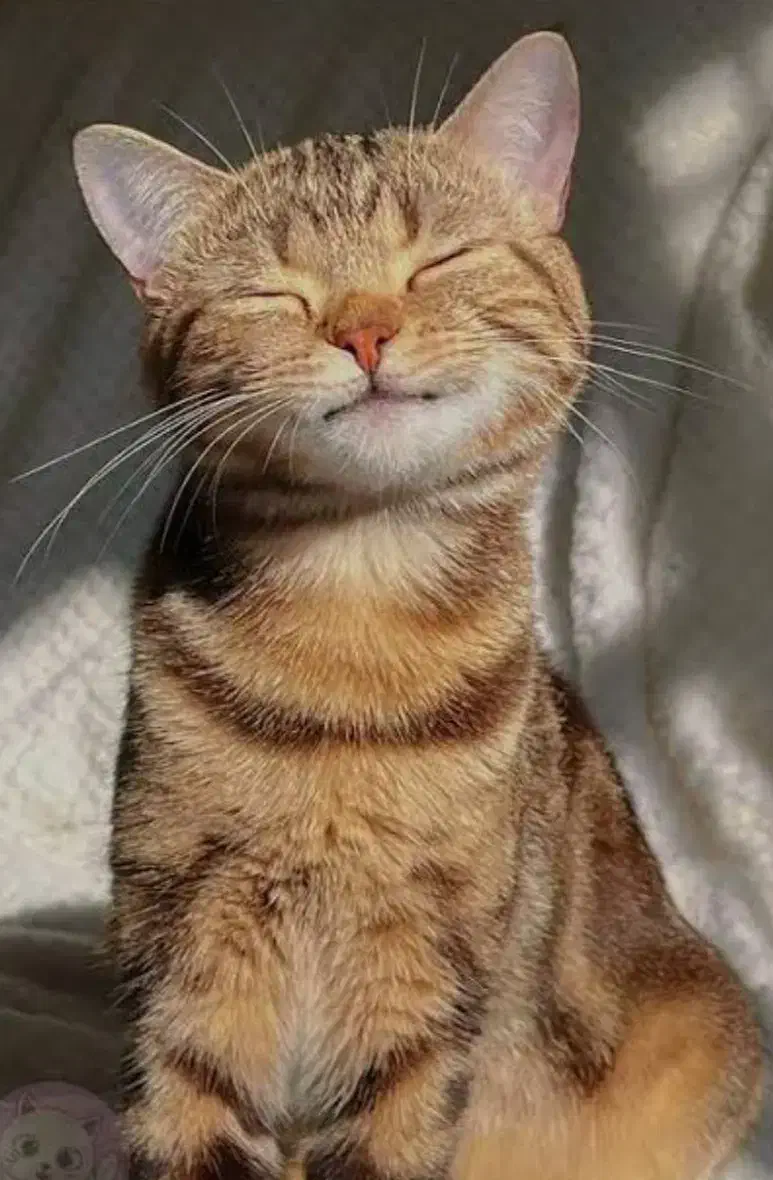 گربه کوچولو|گربه|ورامین, ورامین|دیوار