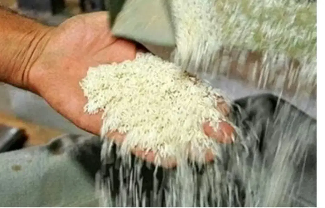 برنج علی کاظمی50کیلو|خوردنی و آشامیدنی|رشت, معلولین|دیوار