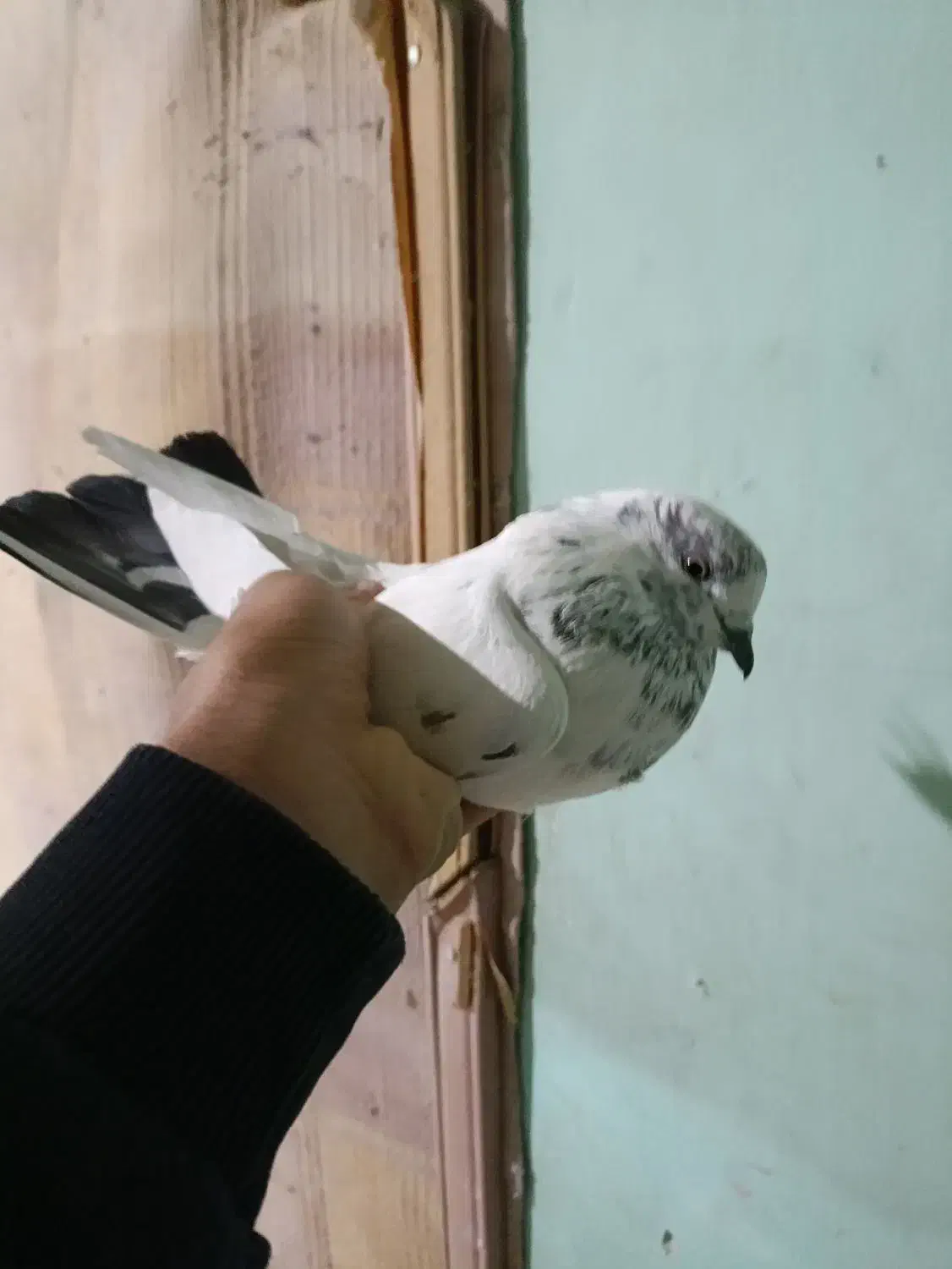 موبایل موبایل کبوتر|موبایل|مسجد سلیمان, |دیوار