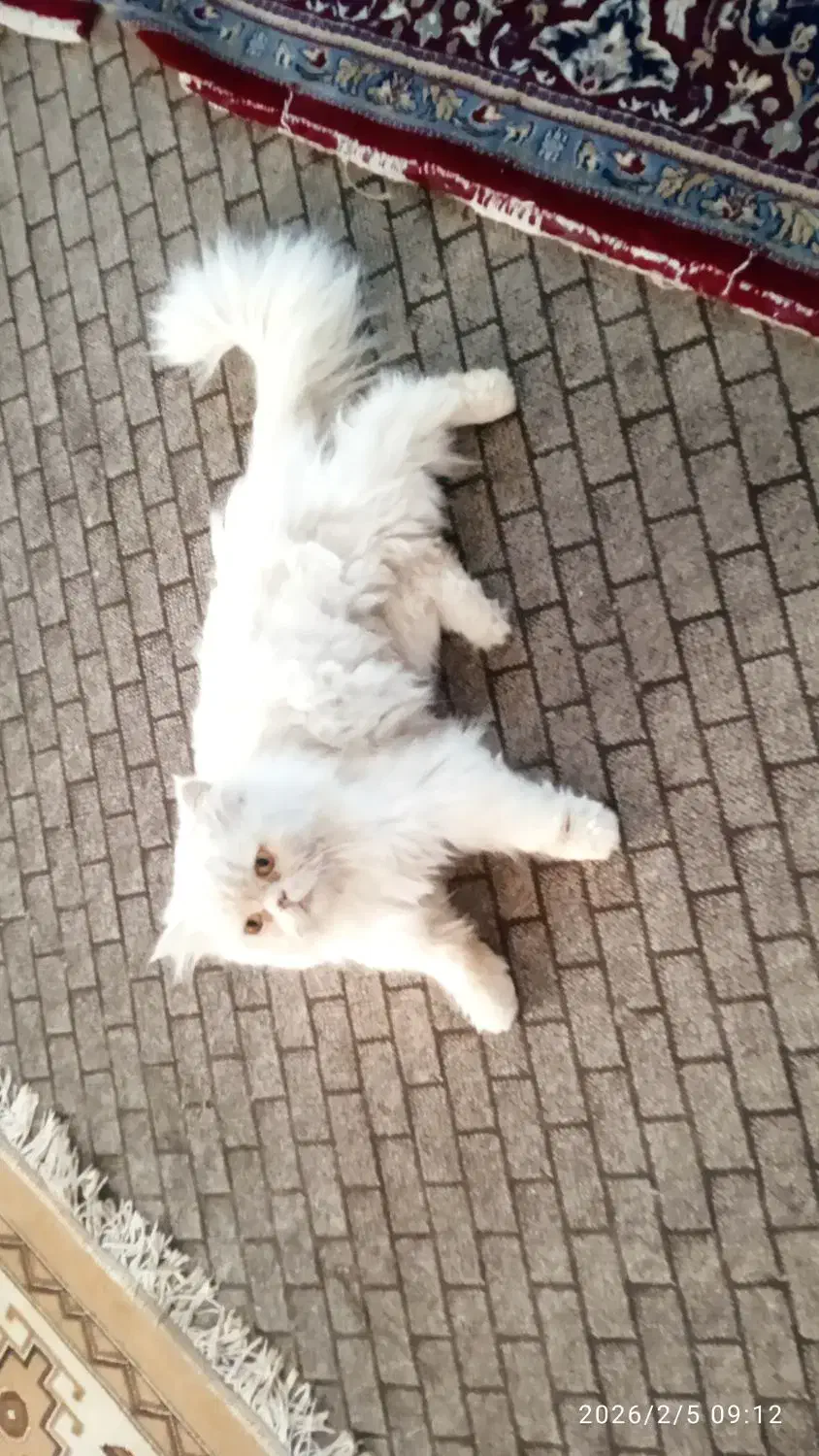 گربه پرشین|گربه|ایلام, |دیوار