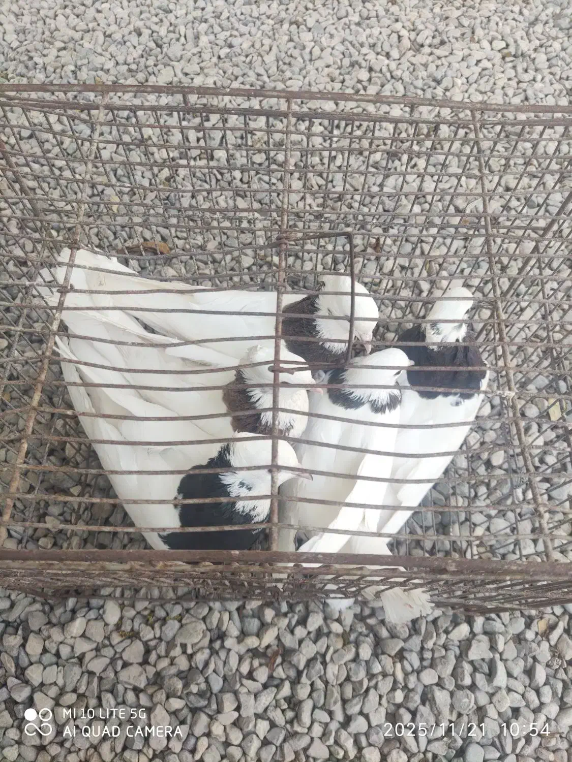 طوقی|پرنده|بندرعباس, |دیوار