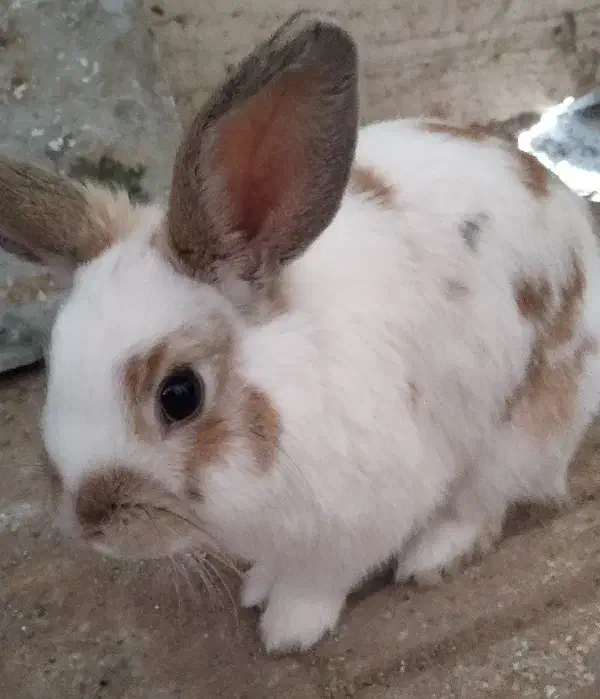 خرگوش نیمه لوپ|موش و خرگوش|سبزوار, رضوی|دیوار