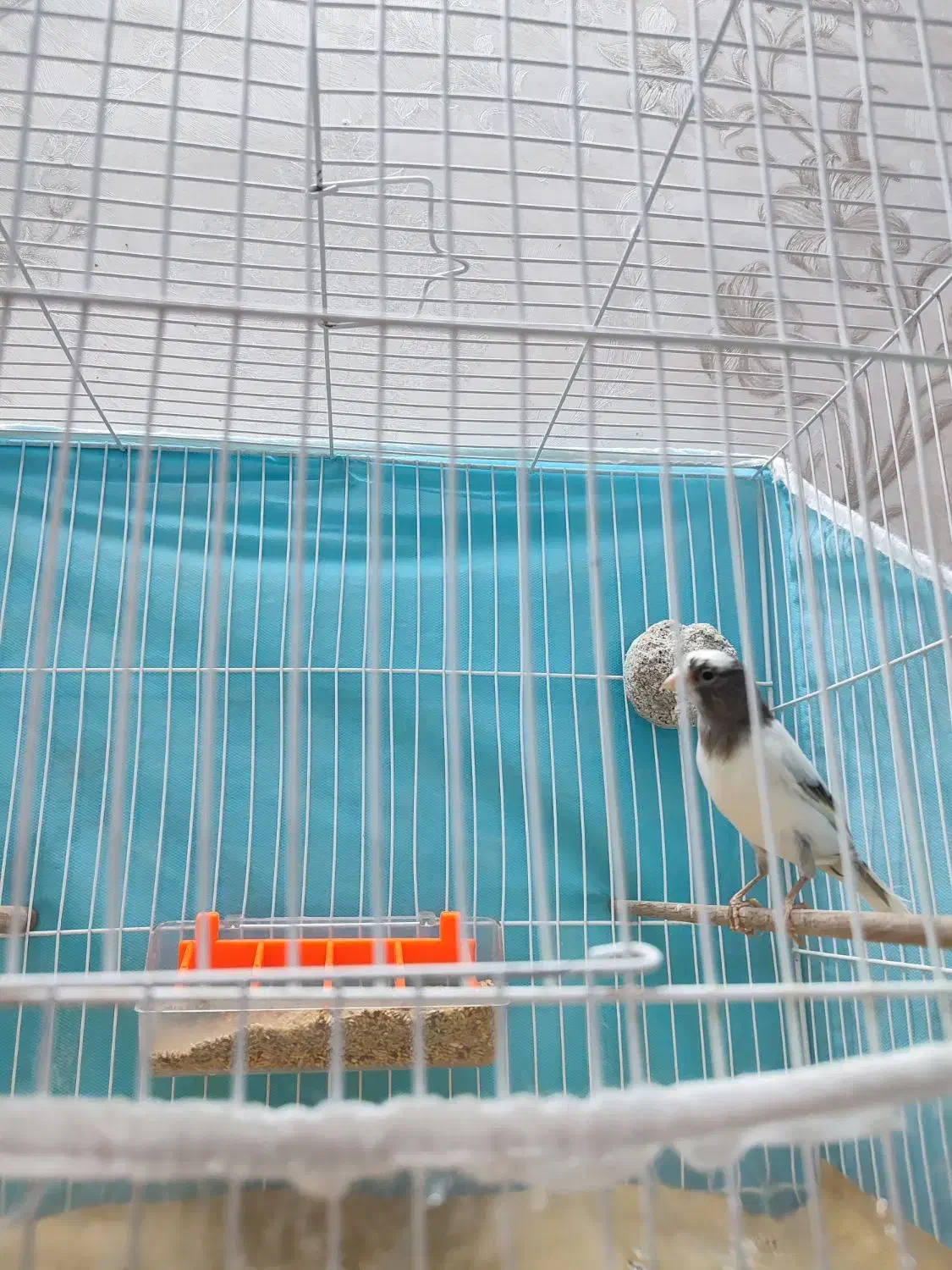 قناری نر|پرنده|مشهد, کاظم آباد پنجشنبه|دیوار