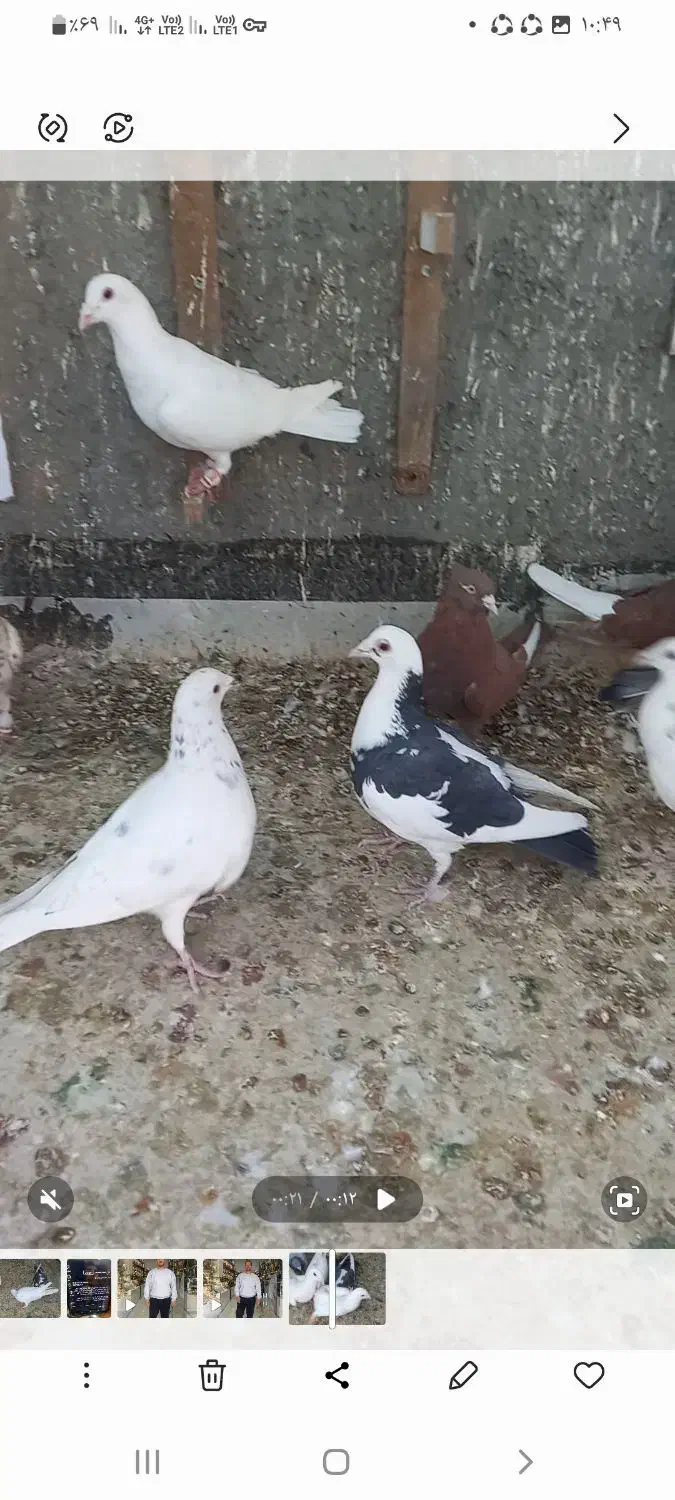 کبوتر پرشی جنگنده|پرنده|تاکستان, |دیوار