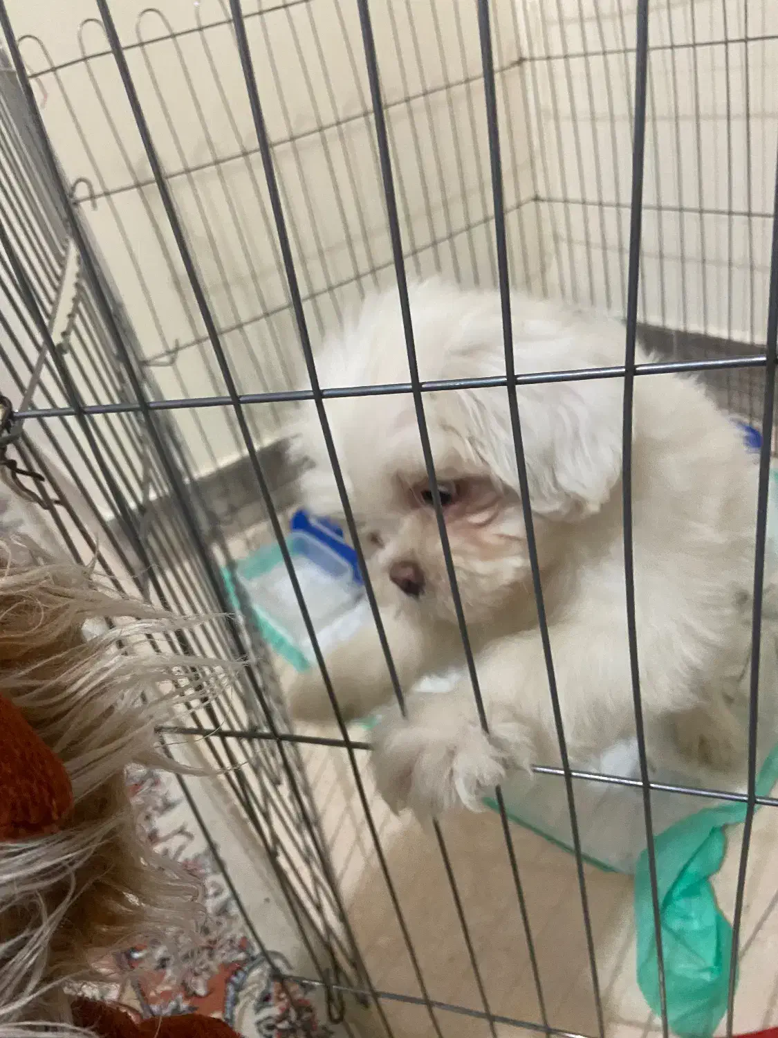 سگ شیتزو فعلت|سگ|رشت, رشتیان|دیوار