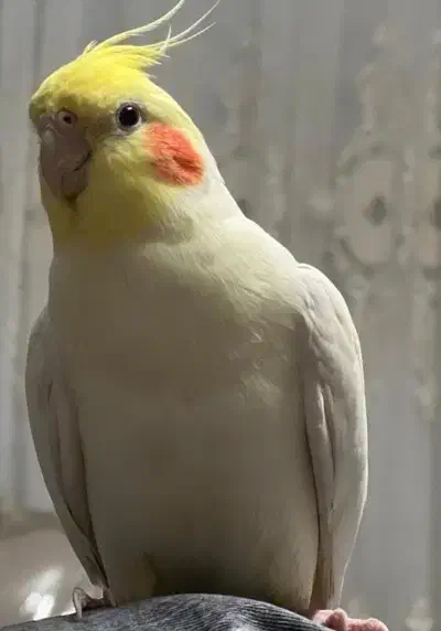 عروس هلندی ماده لوتینو|پرنده|کرج, شهرک بنفشه|دیوار