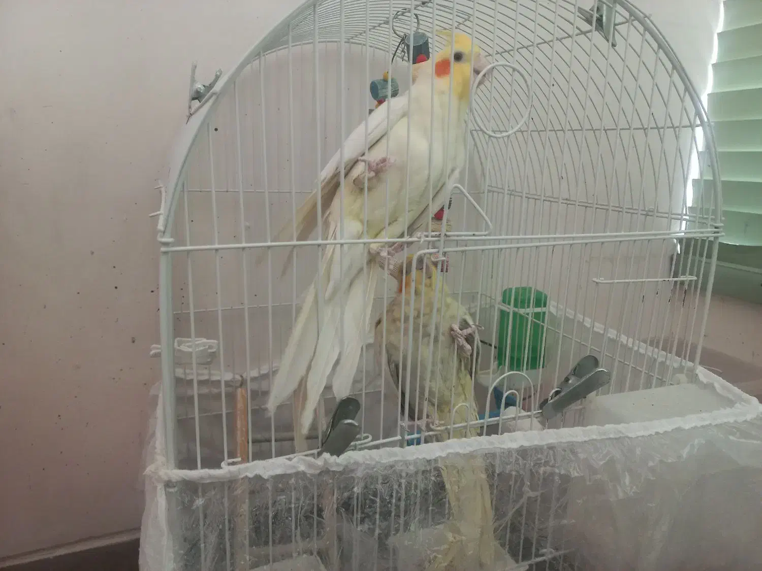 جفت عروس هلندی مولد|پرنده|شیراز, باباکوهی|دیوار