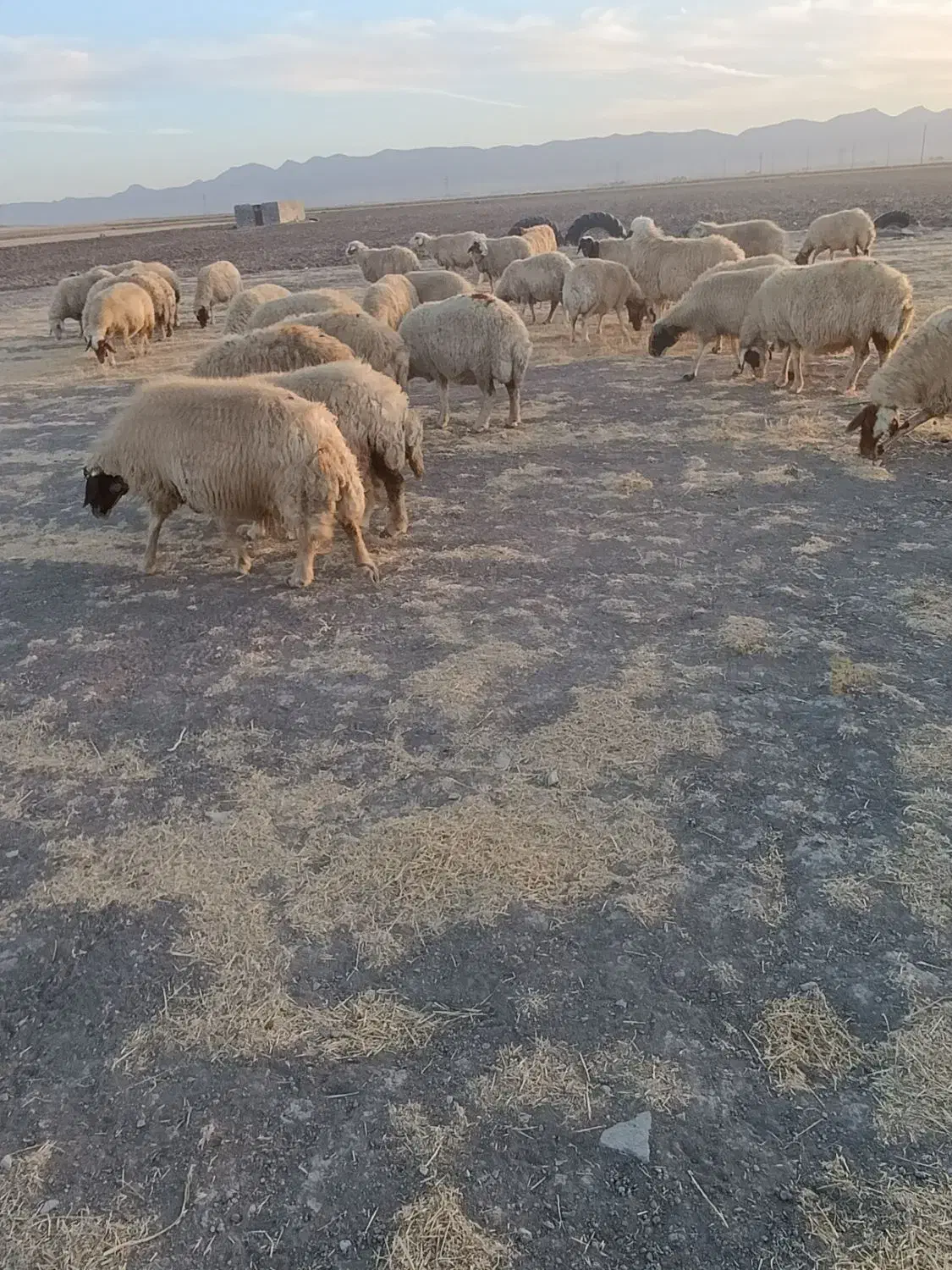 گوسفند میش|حیوانات مزرعه|ماهیدشت, |دیوار