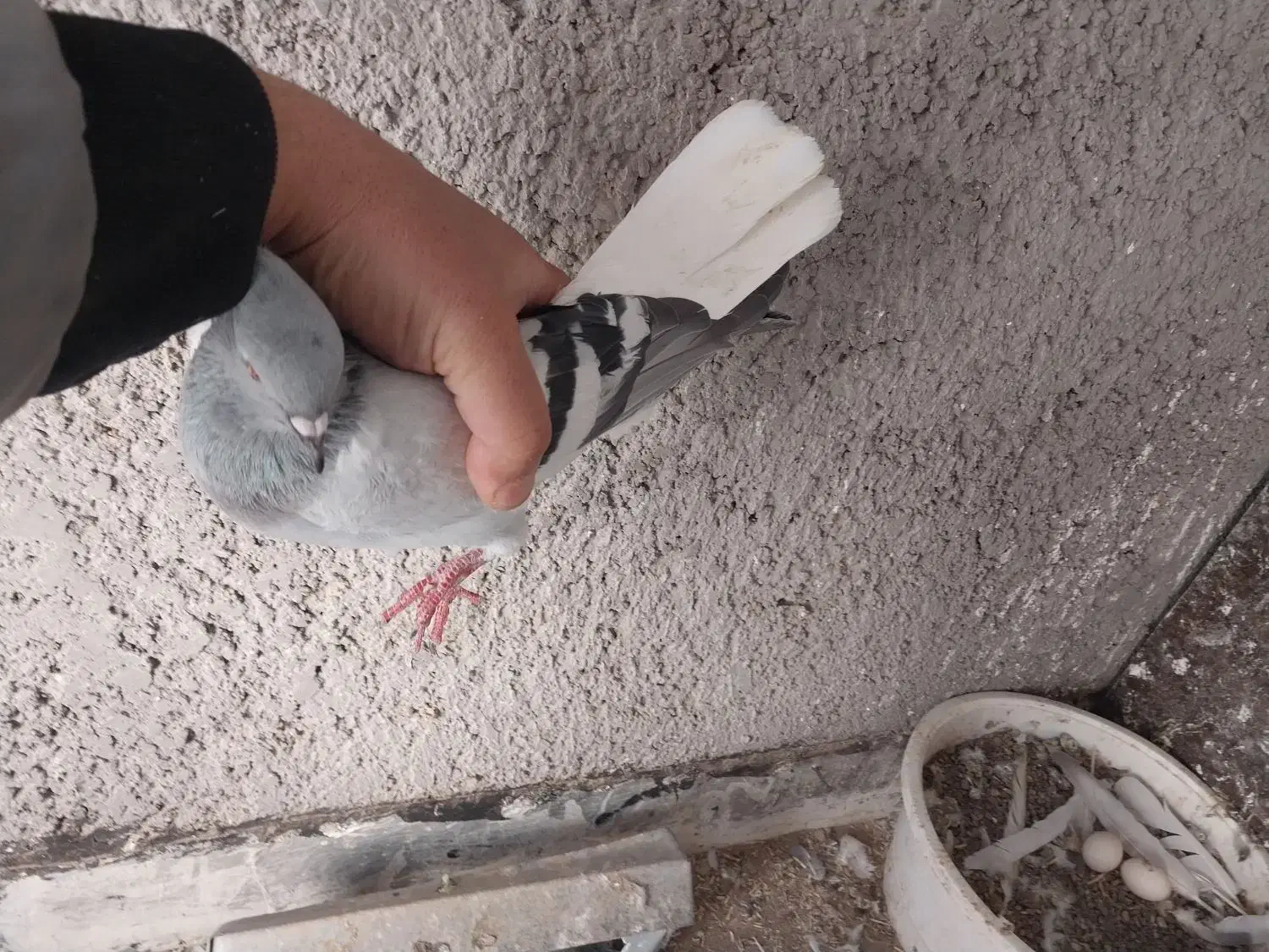 کبود دمسفید ماده|پرنده|کوهین, |دیوار