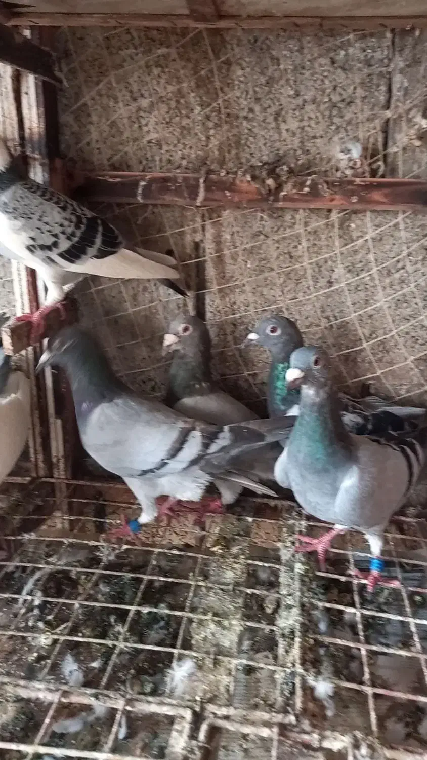 کبوتر پلاکی نرو ماده پا حلقه|پرنده|بندر انزلی, بشمن|دیوار