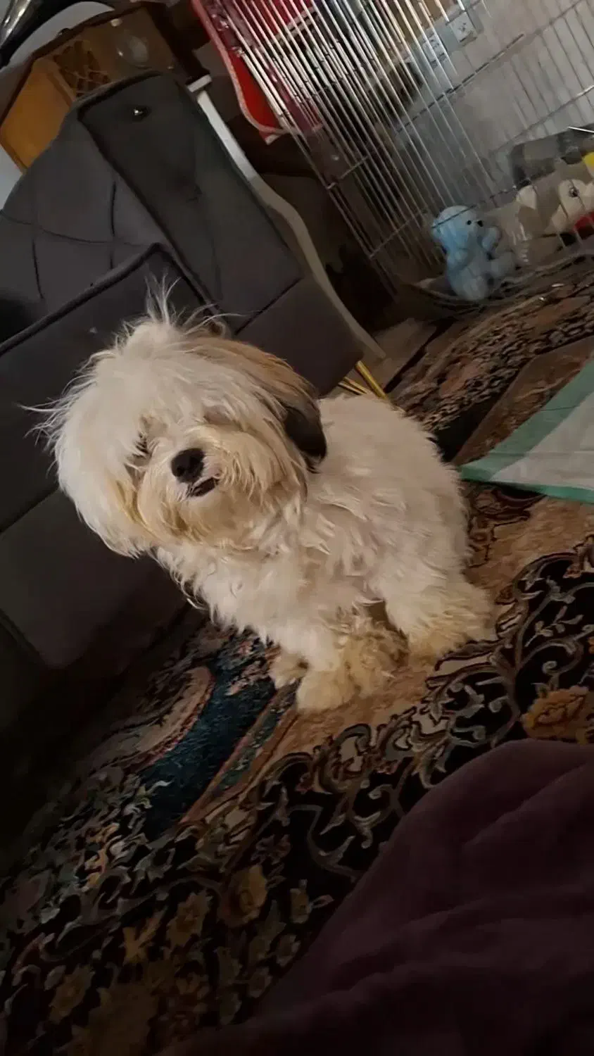 سگ شیتزو|سگ|سبزوار, علمدار|دیوار