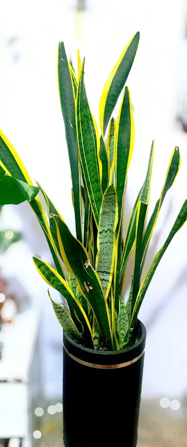 مجموعه ویژه گل‌های آپارتمانی و تراریوم|خدمات باغبانی و درختکاری|شیراز, حافظیه|دیوار