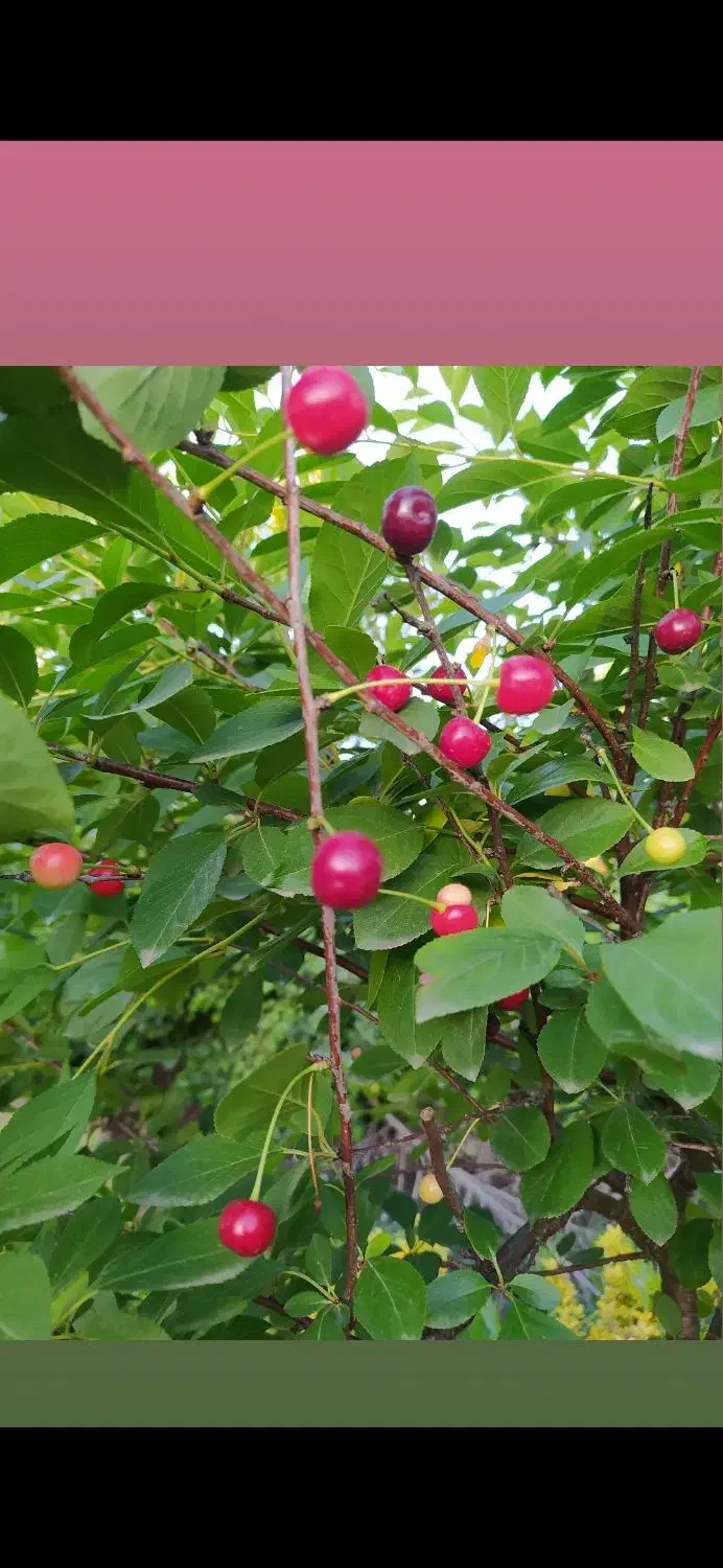 درخت میوه آلبالو کاج لاوسون  شمشاد طلایی  چمن|خدمات باغبانی و درختکاری|آستانه اشرفیه, |دیوار