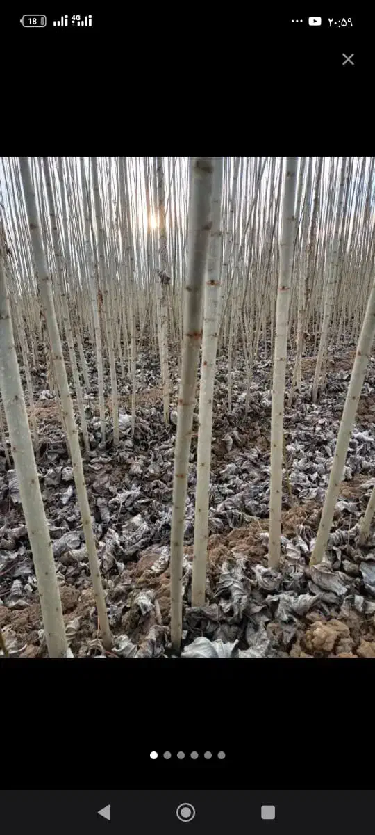 مرغوبترین و پر ریشه ترین نهال صنوبر|خدمات باغبانی و درختکاری|خمینیشهر, |دیوار