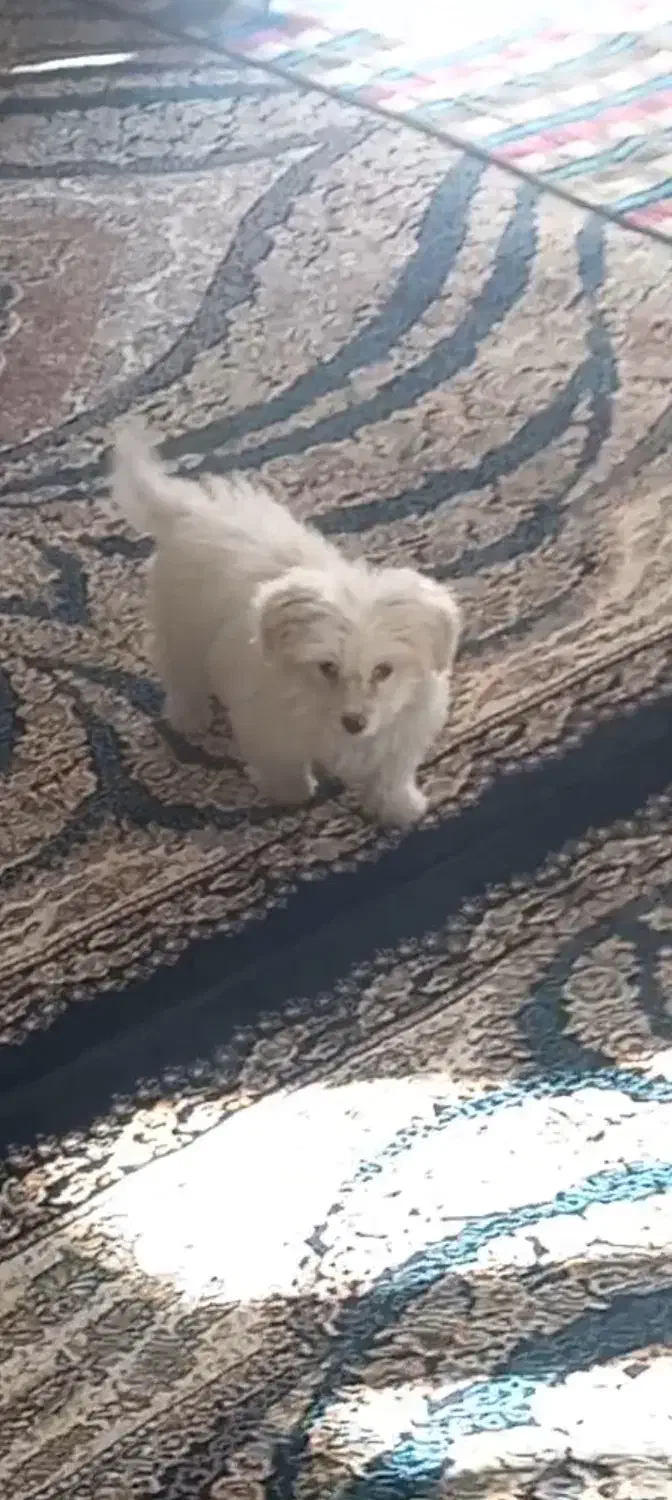 سگ پاکوتاه|سگ|قزوین, |دیوار