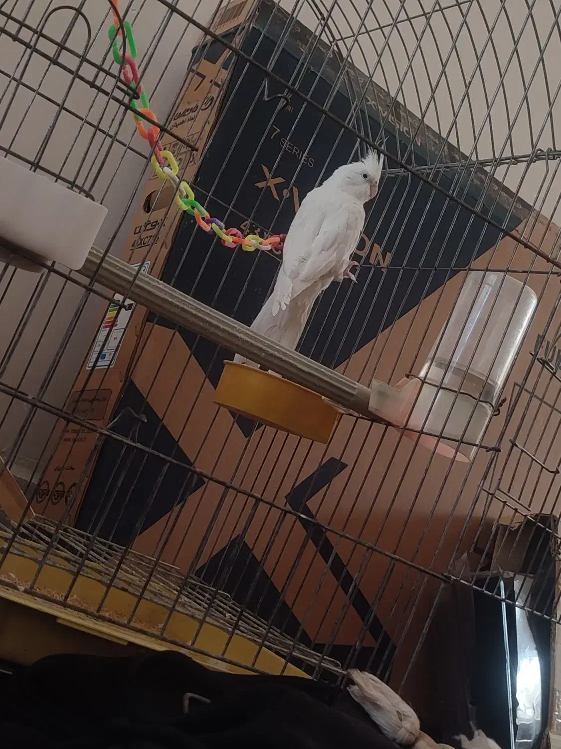 عروس هلندی|پرنده|نورآباد, |دیوار