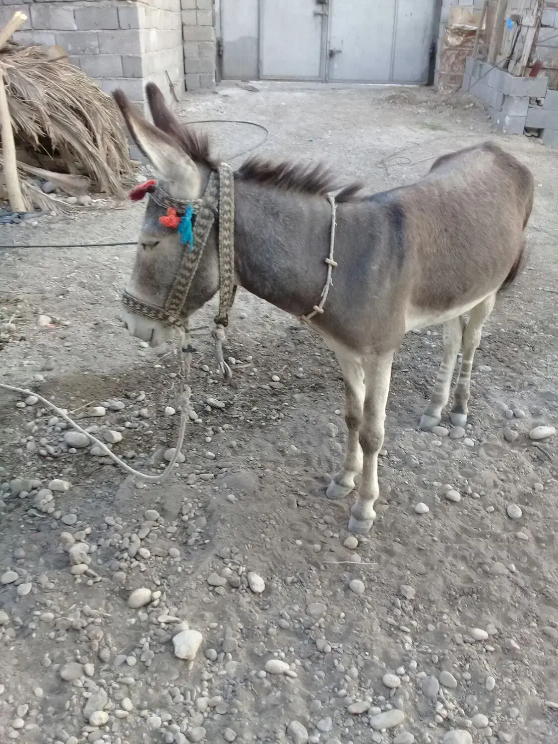 الاغ نر|حیوانات مزرعه|قلعه قاضی, |دیوار