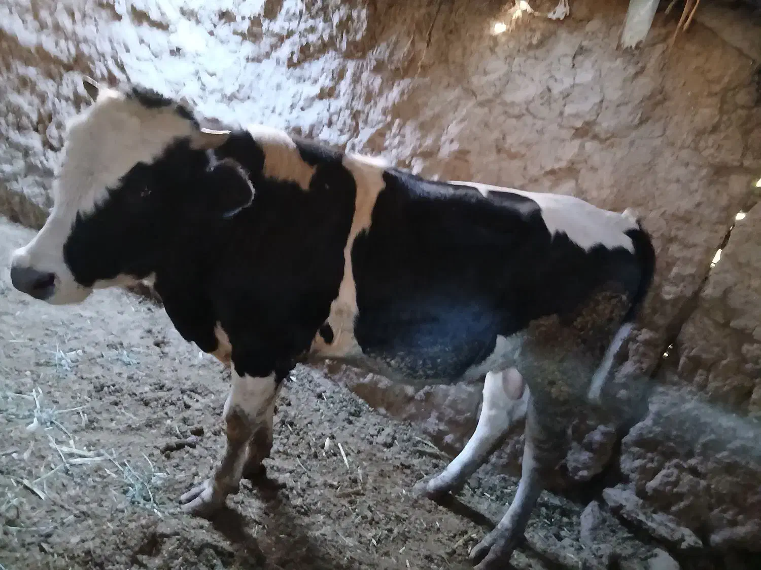 دوعدد جوانه|حیوانات مزرعه|سبزوار, توحیدشهر|دیوار