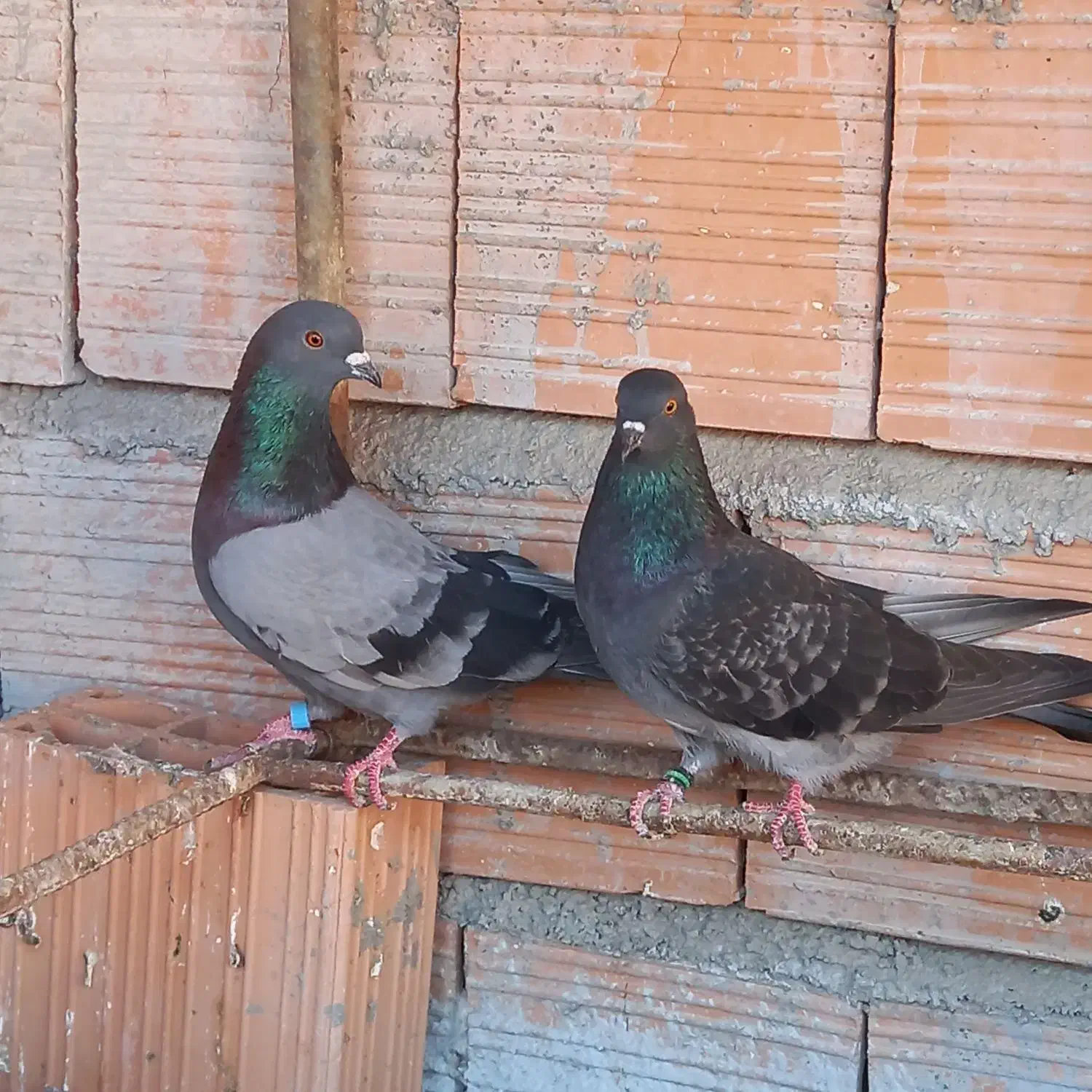 کبوتر|پرنده|خان ببین, |دیوار