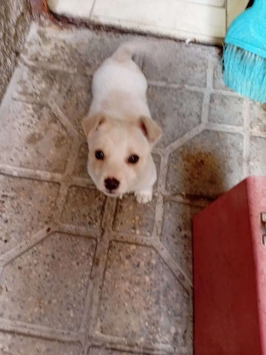 سگ پا کوتاه|سگ|تهران, اباذر|دیوار