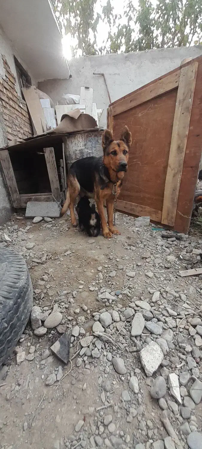 ژرمن ماده|سگ|محمدشهر, علی آباد گونه|دیوار