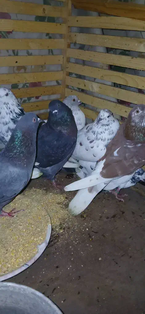 کبوتر|پرنده|مزرعه کتول, |دیوار