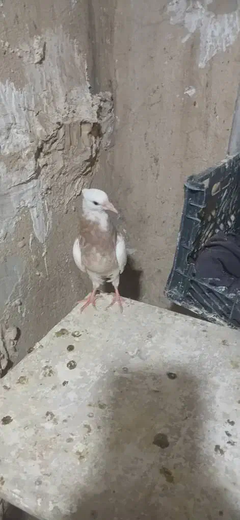 کبوتر|پرنده|مسجد سلیمان, |دیوار