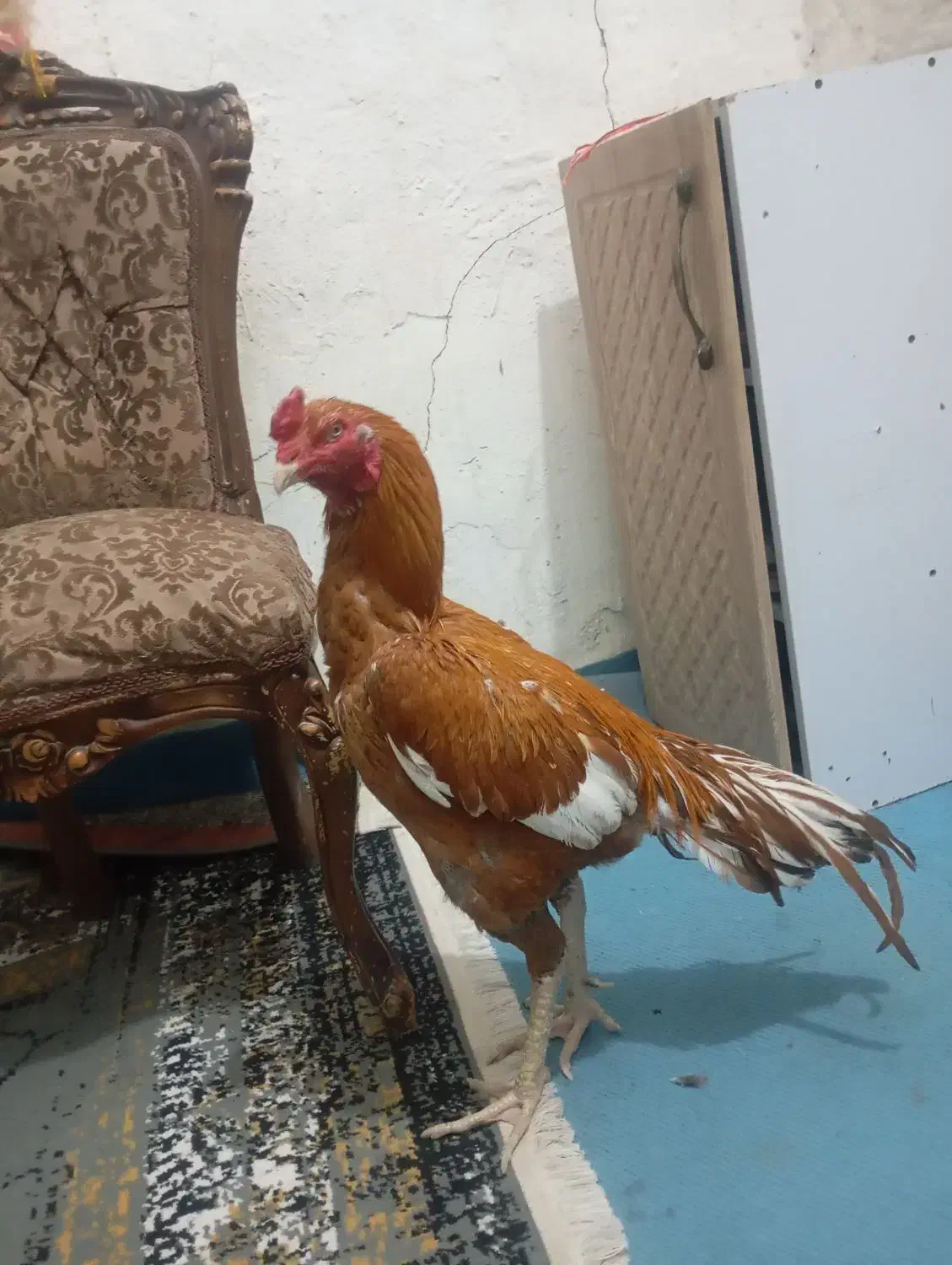 خروس|حیوانات مزرعه|زهک, |دیوار