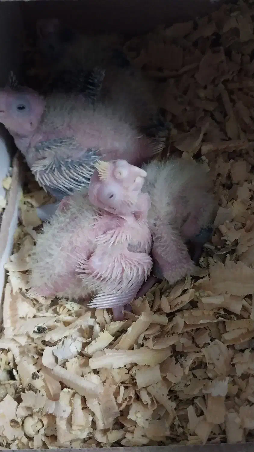 عروس هلندی مولد جوجه بزرگ کن|پرنده|بروجرد, |دیوار