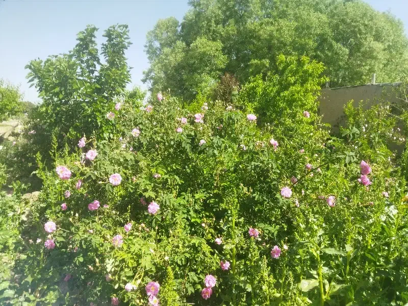 زمین کشاورزی(۹هکتار)|فروش زمین و ملک کلنگی|اسلام‌شهر, کاشانک|دیوار