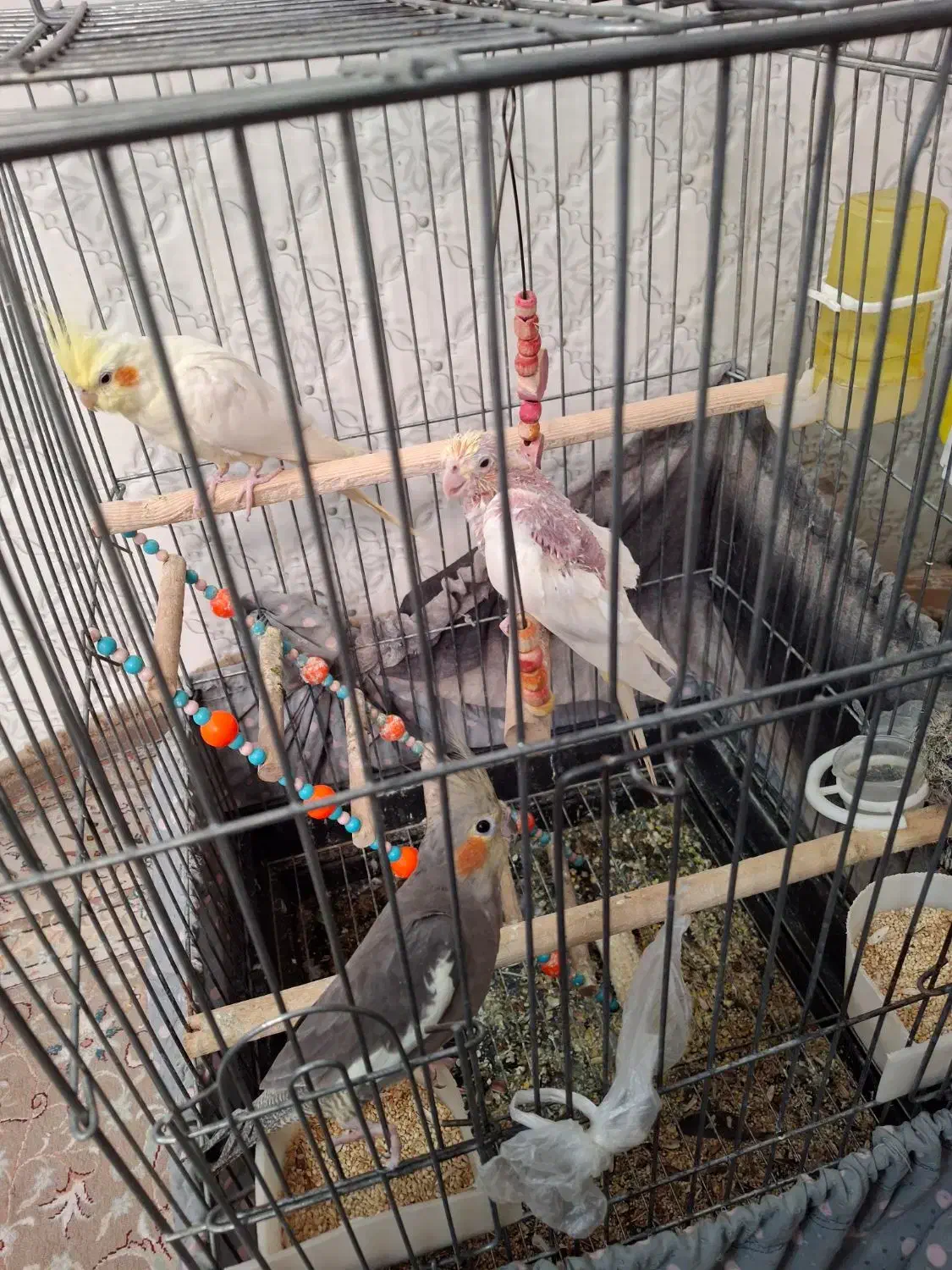 عروس هلندی بالغ|پرنده|پاکدشت, پاکدشت (مامازند)|دیوار