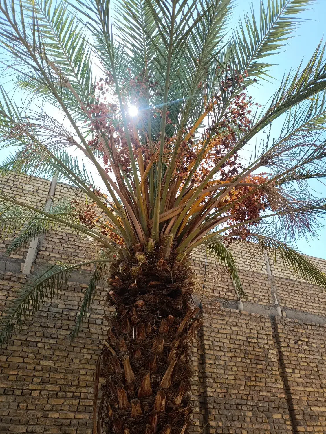 درخت خرما (نخل)|گل و گیاه طبیعی|اردکان, |دیوار