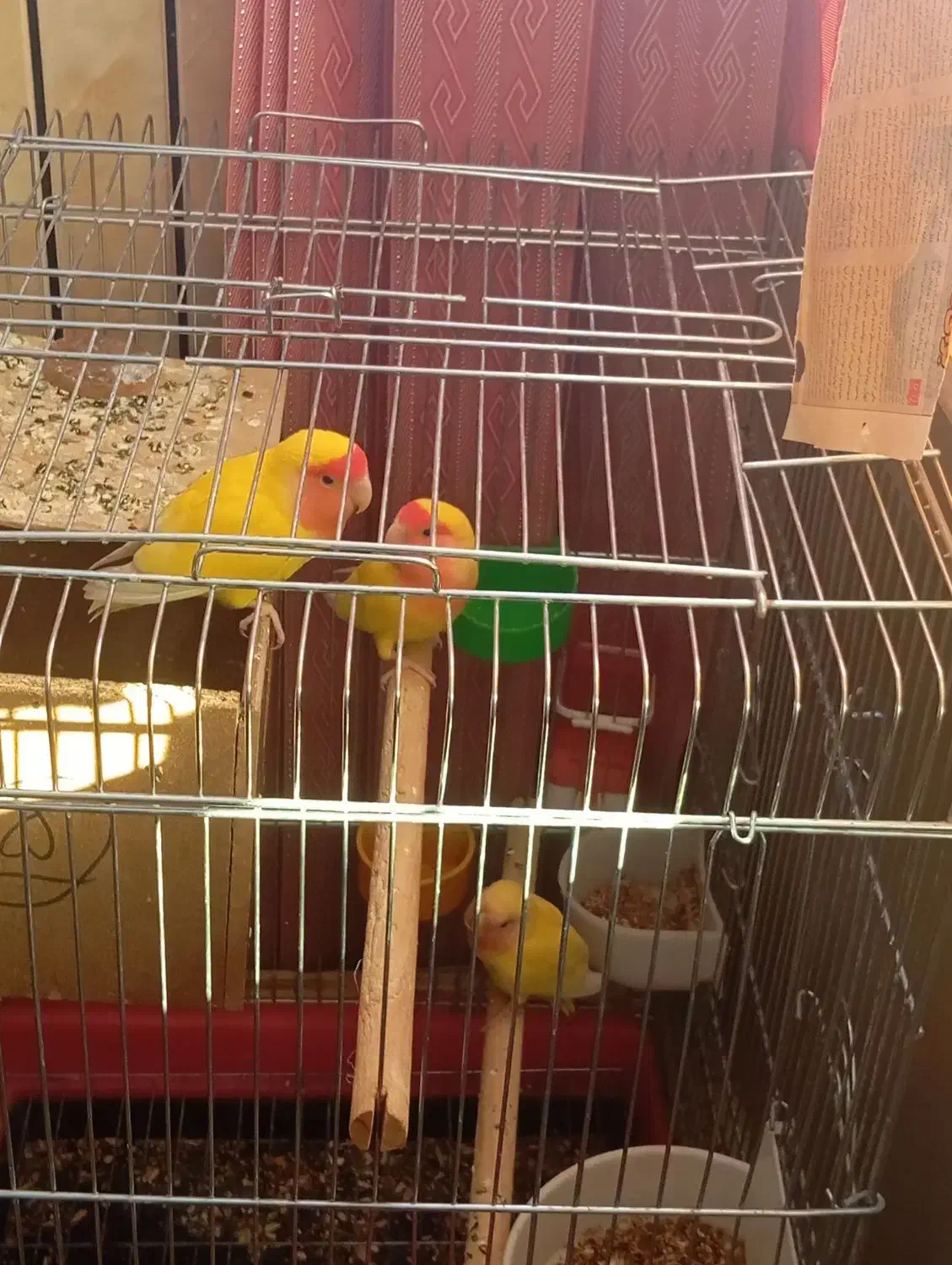 طوطی برزیلی|پرنده|لردگان, |دیوار