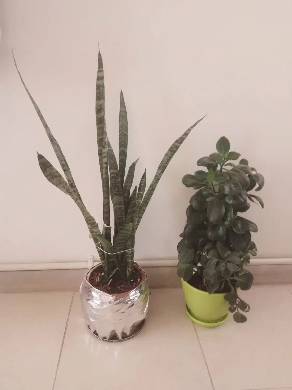 انواع گل با قیمت مناسب|گل و گیاه طبیعی|هشتگرد, فاز ۲ مهستان|دیوار