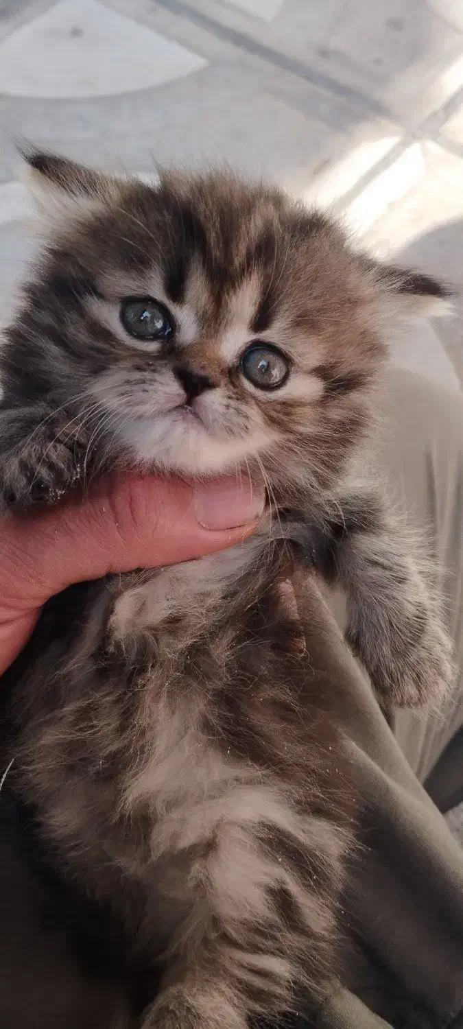 بچه گربه برتیش.اسکاتیش.فلت|گربه|میانه, |دیوار